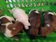 Jack Russell Terrier Puppies for sale in Ocala, FL, USA. price: NA