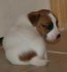 Jack Russell Terrier Puppies for sale in Waco, TX, USA. price: NA