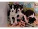 Jack Russell Terrier Puppies for sale in Richmond, CA, USA. price: NA
