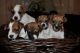 Jack Russell Terrier Puppies for sale in Bay City, OR 97107, USA. price: NA