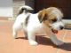 Jack Russell Terrier Puppies for sale in Boise, ID, USA. price: NA