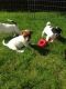 Jack Russell Terrier Puppies for sale in Carlsbad, CA, USA. price: NA