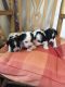 Jack Russell Terrier Puppies for sale in Birmingham, AL, USA. price: NA