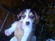 Jack Russell Terrier Puppies for sale in Spring Hill, FL, USA. price: NA