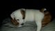 Jack Russell Terrier Puppies for sale in Laveen Village, Phoenix, AZ, USA. price: $500