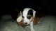 Jack Russell Terrier Puppies for sale in Laveen Village, Phoenix, AZ, USA. price: $500
