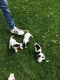 Jack Russell Terrier Puppies for sale in Burbank, CA, USA. price: NA