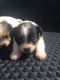 Jack Russell Terrier Puppies for sale in East Los Angeles, CA, USA. price: NA