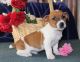 Jack Russell Terrier Puppies for sale in New York, NY, USA. price: NA