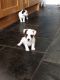 Jack Russell Terrier Puppies for sale in Washington, DC, USA. price: NA