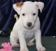 Jack Russell Terrier Puppies for sale in Aptos, CA 95003, USA. price: NA