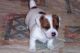 Jack Russell Terrier Puppies for sale in Concord, CA, USA. price: NA