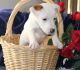 Jack Russell Terrier Puppies for sale in Ducor, CA 93218, USA. price: NA