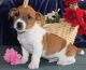 Jack Russell Terrier Puppies for sale in Cobb, CA, USA. price: NA