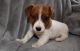 Jack Russell Terrier Puppies for sale in Sacramento, CA, USA. price: $500