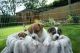 Jack Russell Terrier Puppies for sale in Downey, CA, USA. price: NA