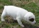 Jack Russell Terrier Puppies for sale in Vancouver, BC, Canada. price: NA