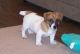 Jack Russell Terrier Puppies for sale in Wilmington, NC, USA. price: NA