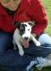 Jack Russell Terrier Puppies for sale in Green Forest, AR 72638, USA. price: NA