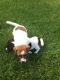 Jack Russell Terrier Puppies for sale in Rochester, NY, USA. price: NA