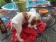 Jack Russell Terrier Puppies for sale in Waterford, CT, USA. price: $500