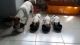 Jack Russell Terrier Puppies for sale in Chicago Private, Ottawa, ON K2A 3G9, Canada. price: NA