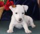 Jack Russell Terrier Puppies for sale in Anchorville, MI 48023, USA. price: NA