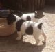 Jack Russell Terrier Puppies for sale in Sacramento, CA, USA. price: NA