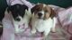 Jack Russell Terrier Puppies for sale in Las Vegas, NV, USA. price: NA