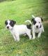 Jack Russell Terrier Puppies for sale in Montgomery, AL, USA. price: NA