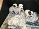 Jack Russell Terrier Puppies for sale in Wilmington, DE, USA. price: NA