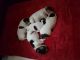 Jack Russell Terrier Puppies for sale in Massachusetts Ave, Boston, MA, USA. price: NA