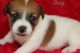 Jack Russell Terrier Puppies for sale in Atlanta, GA 30368, USA. price: NA