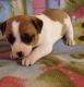 Jack Russell Terrier Puppies for sale in Atlanta, GA 30368, USA. price: NA