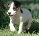 Jack Russell Terrier Puppies for sale in 820 Chestnut St, Philadelphia, PA 19107, USA. price: NA