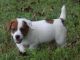 Jack Russell Terrier Puppies for sale in Missoula, MT, USA. price: NA