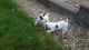 Jack Russell Terrier Puppies for sale in Capelle aan den IJssel, Netherlands. price: 200 EUR