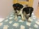 Jack Russell Terrier Puppies for sale in Tulsa, OK, USA. price: NA