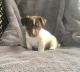 Jack Russell Terrier Puppies for sale in Marietta, GA, USA. price: NA