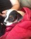 Jack Russell Terrier Puppies for sale in Texas City, TX, USA. price: NA