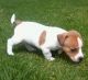 Jack Russell Terrier Puppies for sale in Ohio Ave, Cincinnati, OH, USA. price: NA