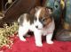 Jack Russell Terrier Puppies for sale in Washington Ave, Cleveland, OH 44113, USA. price: NA