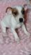 Jack Russell Terrier Puppies for sale in Blanchester, OH 45107, USA. price: NA
