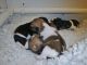 Jack Russell Terrier Puppies for sale in United States. price: NA