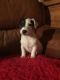 Jack Russell Terrier Puppies for sale in Castle Pines, CO 80108, USA. price: NA
