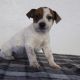 Jack Russell Terrier Puppies for sale in Canton, OH, USA. price: NA