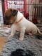 Jack Russell Terrier Puppies for sale in Haleiwa, HI 96712, USA. price: $600
