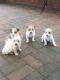 Jack Russell Terrier Puppies for sale in TX-360, Grand Prairie, TX, USA. price: NA