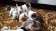 Jack Russell Terrier Puppies for sale in Bronx, NY 10460, USA. price: NA