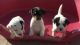 Jack Russell Terrier Puppies for sale in Lake Trail Dr, Kenner, LA 70065, USA. price: NA